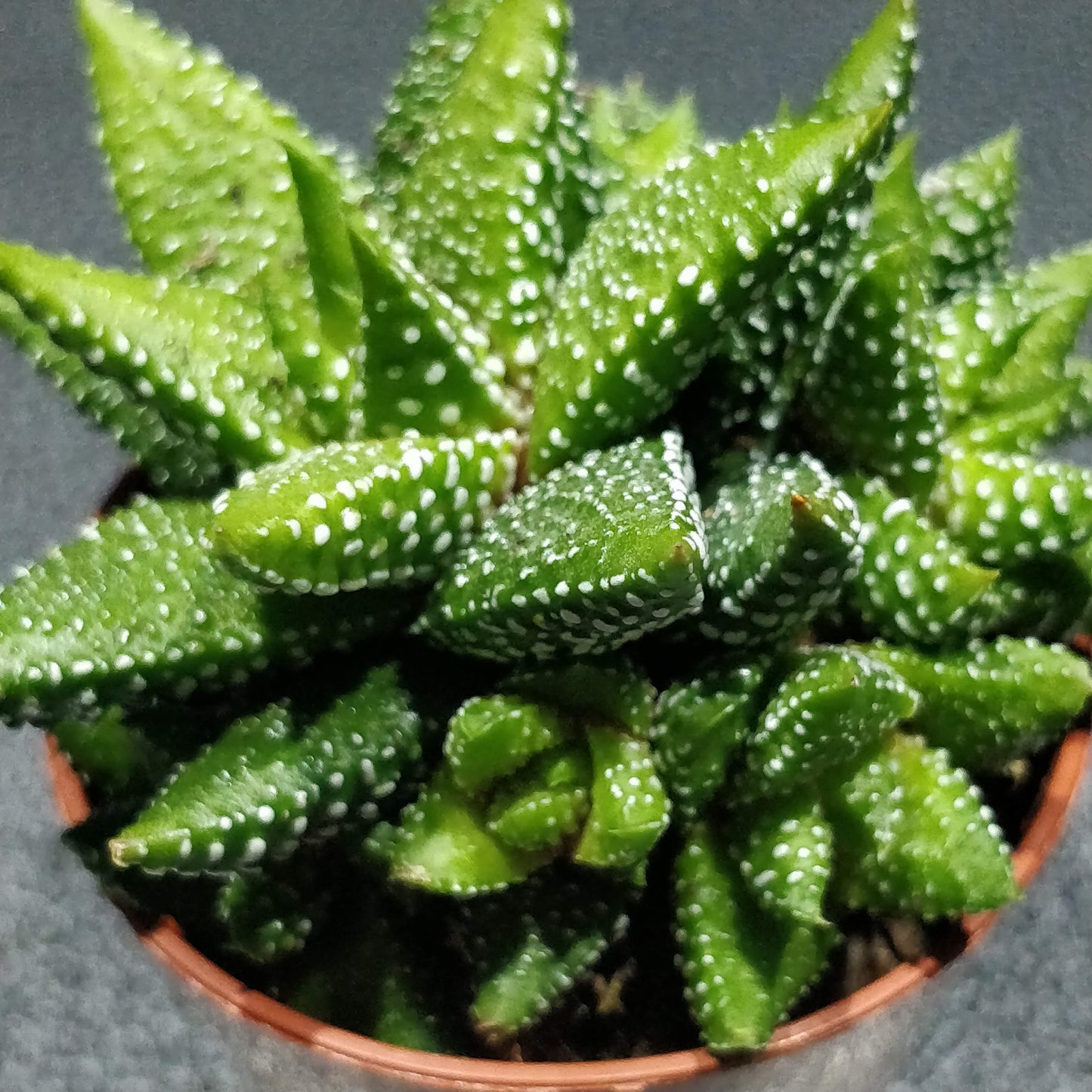 Haworthia - Succulents