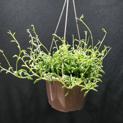 String of Dolphins - Senecio Peregrinus