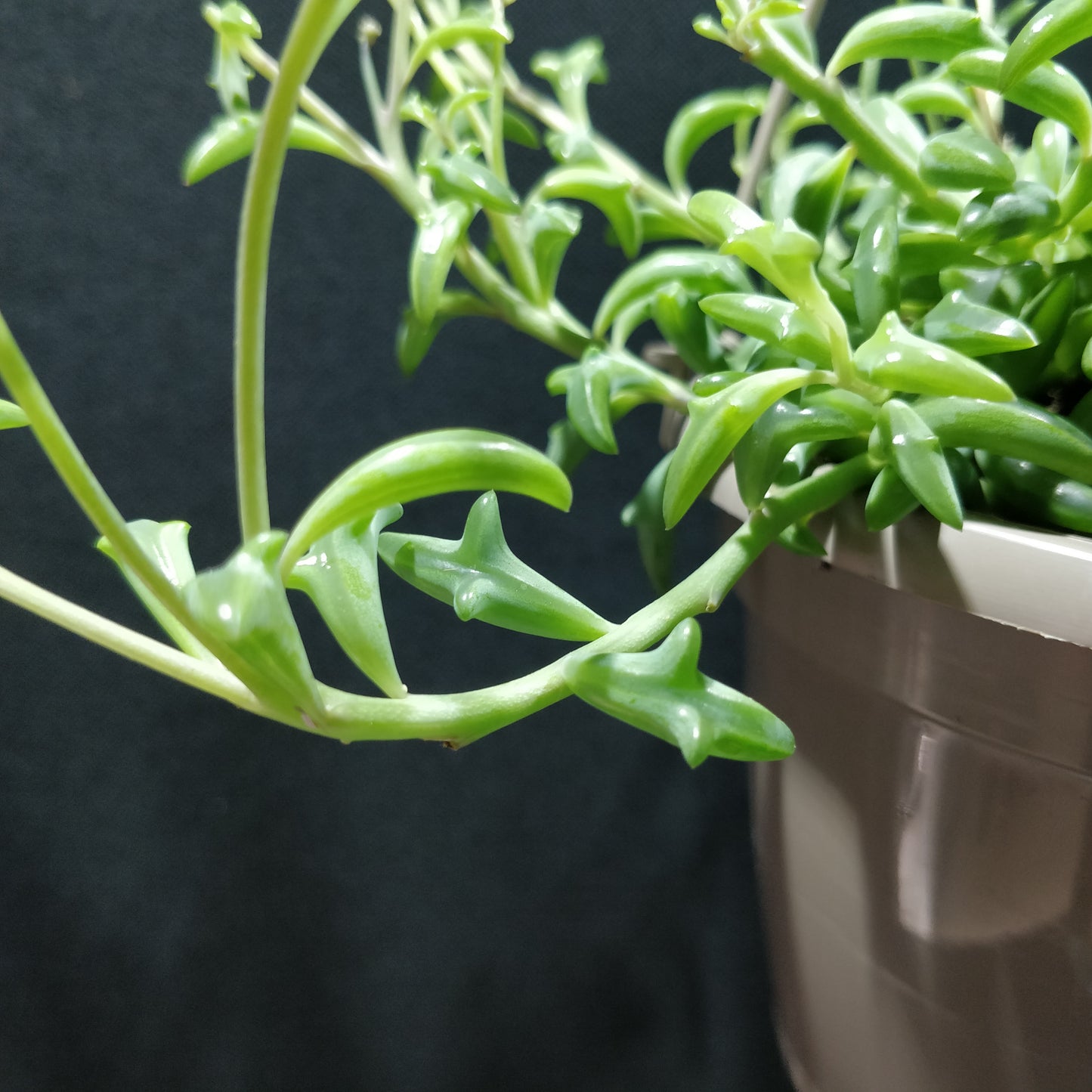 String of Dolphins - Senecio Peregrinus