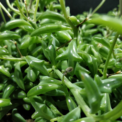 String of Dolphins - Senecio Peregrinus