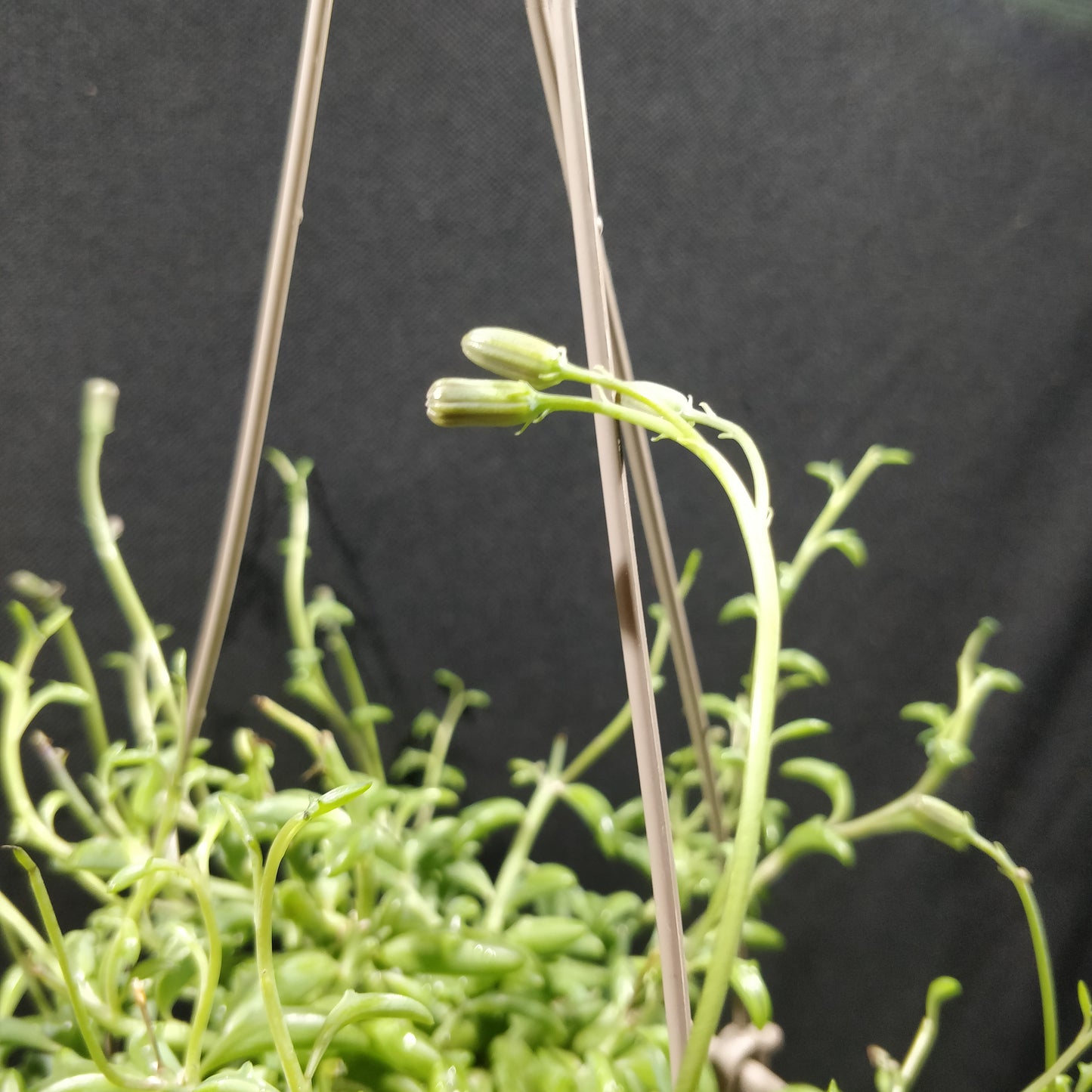 String of Dolphins - Senecio Peregrinus