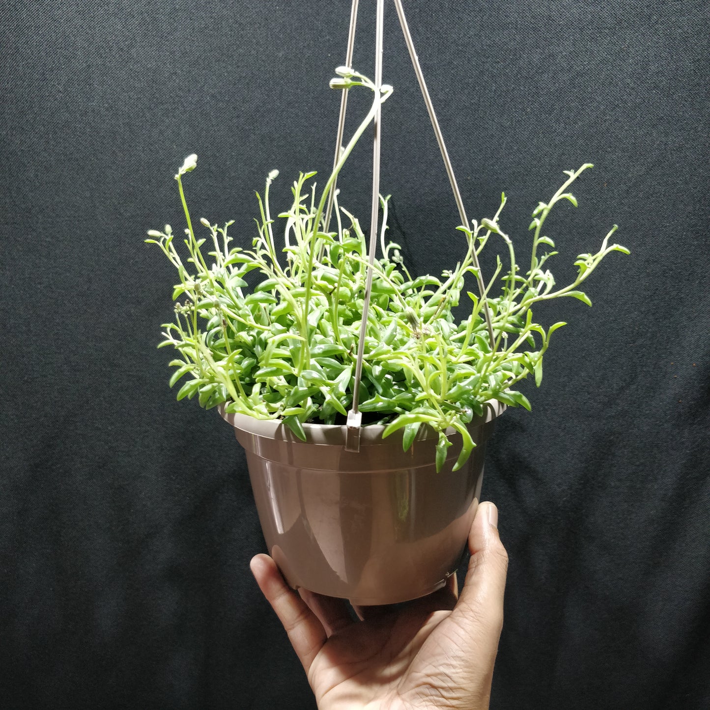 String of Dolphins - Senecio Peregrinus