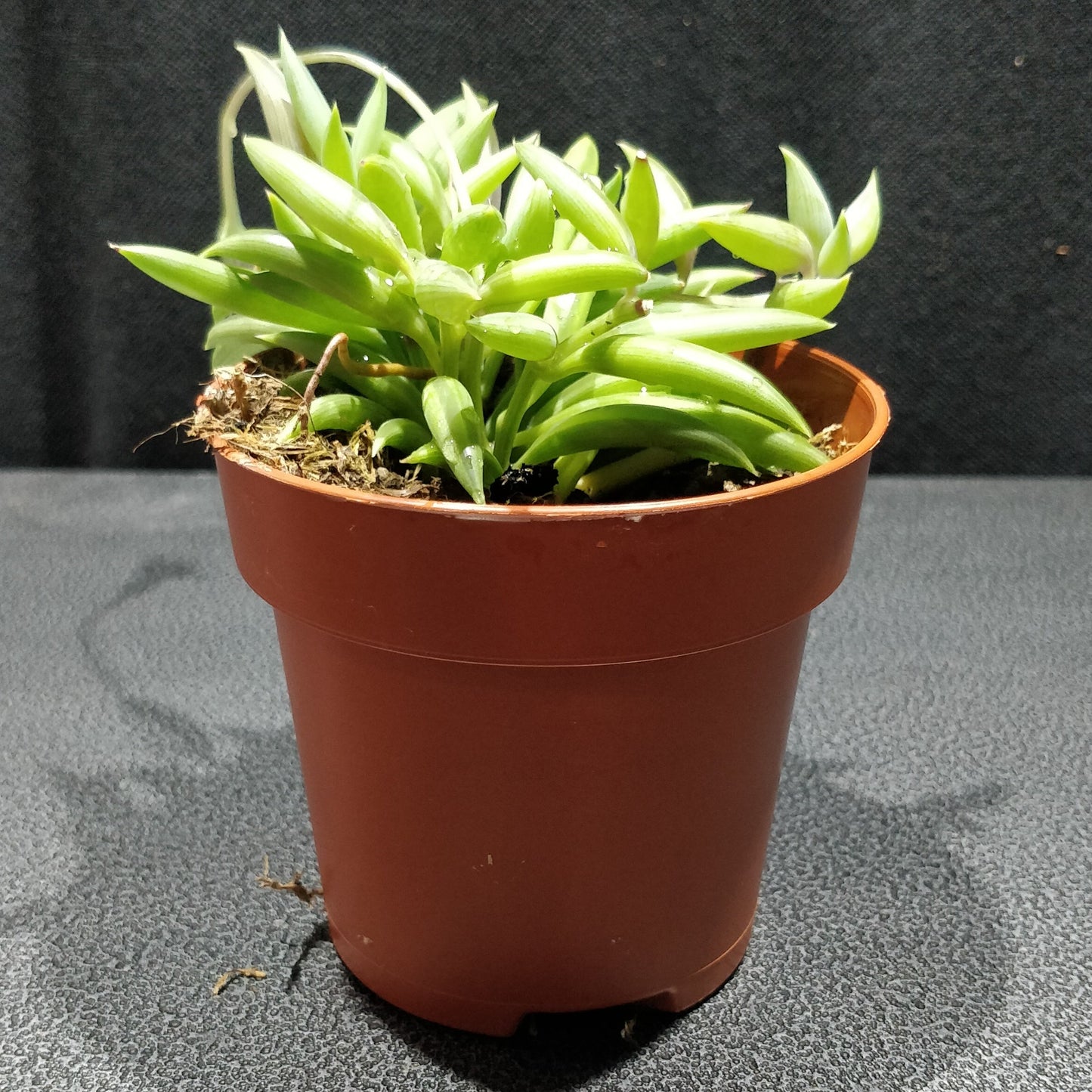 String of Bananas - Senecio Radicans