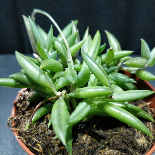 String of Bananas - Senecio Radicans