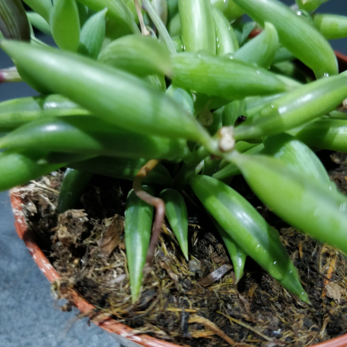 String of Bananas - Senecio Radicans