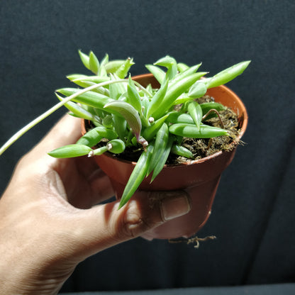 String of Bananas - Senecio Radicans