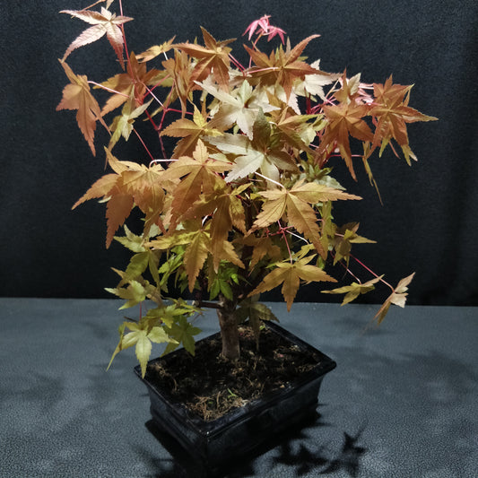 Japanese Maple Bonsai - Acer Japonicum