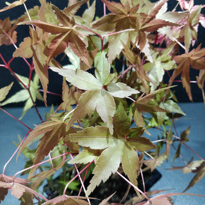 Japanese Maple Bonsai - Acer Japonicum