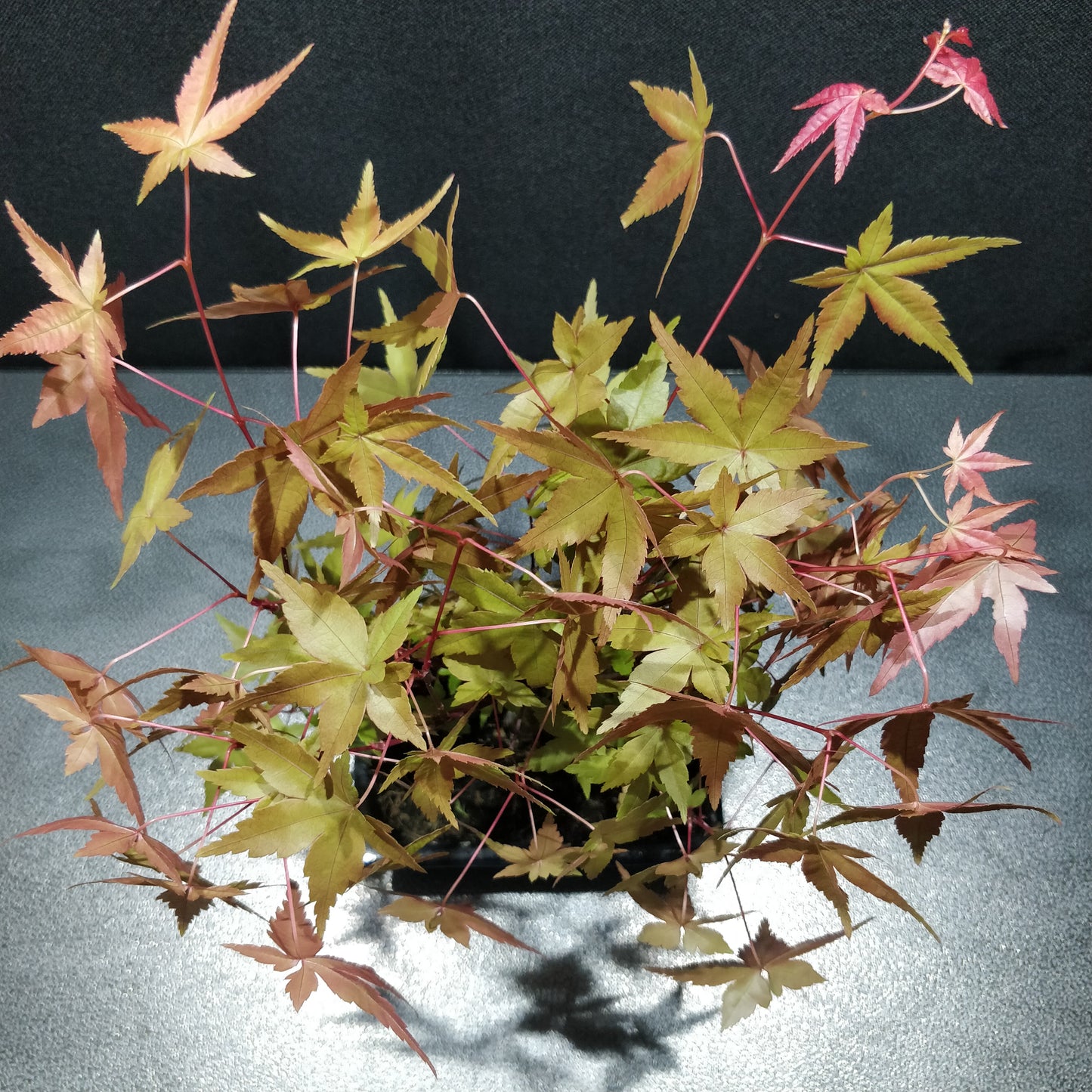 Japanese Maple Bonsai - Acer Japonicum