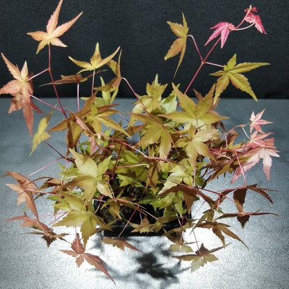 Japanese Maple Bonsai - Acer Japonicum