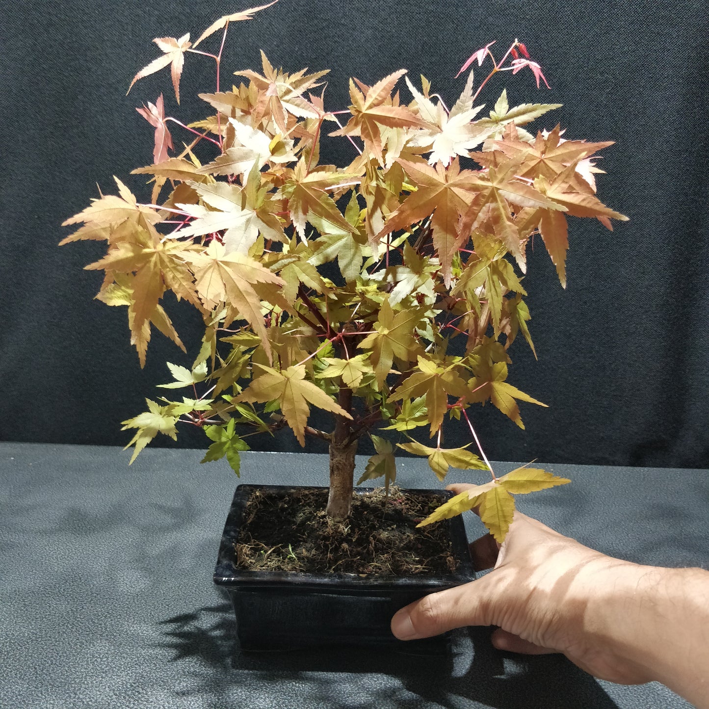 Japanese Maple Bonsai - Acer Japonicum