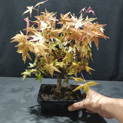 Japanese Maple Bonsai - Acer Japonicum