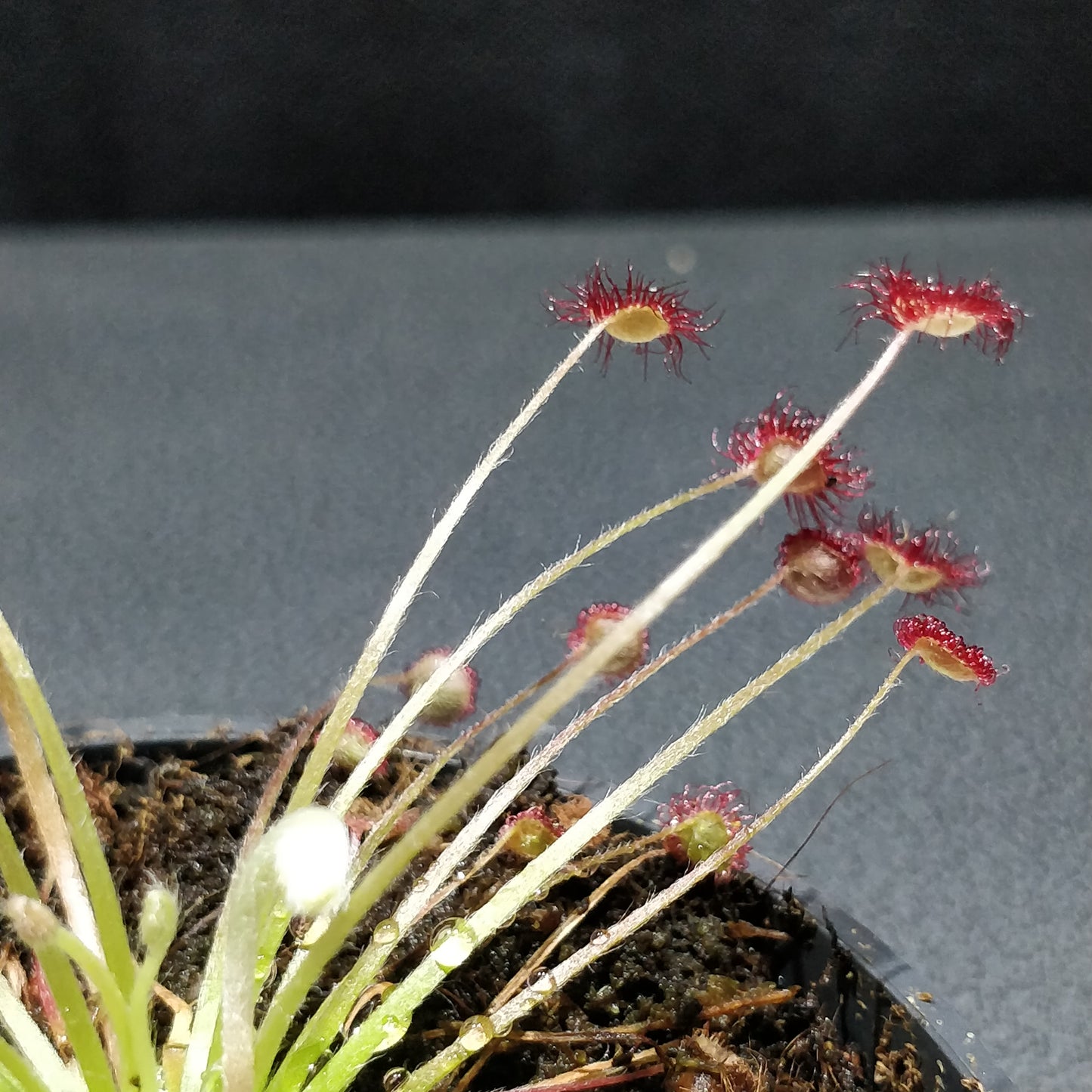 Round-leaved Sundew - Drosera Rotundifolia