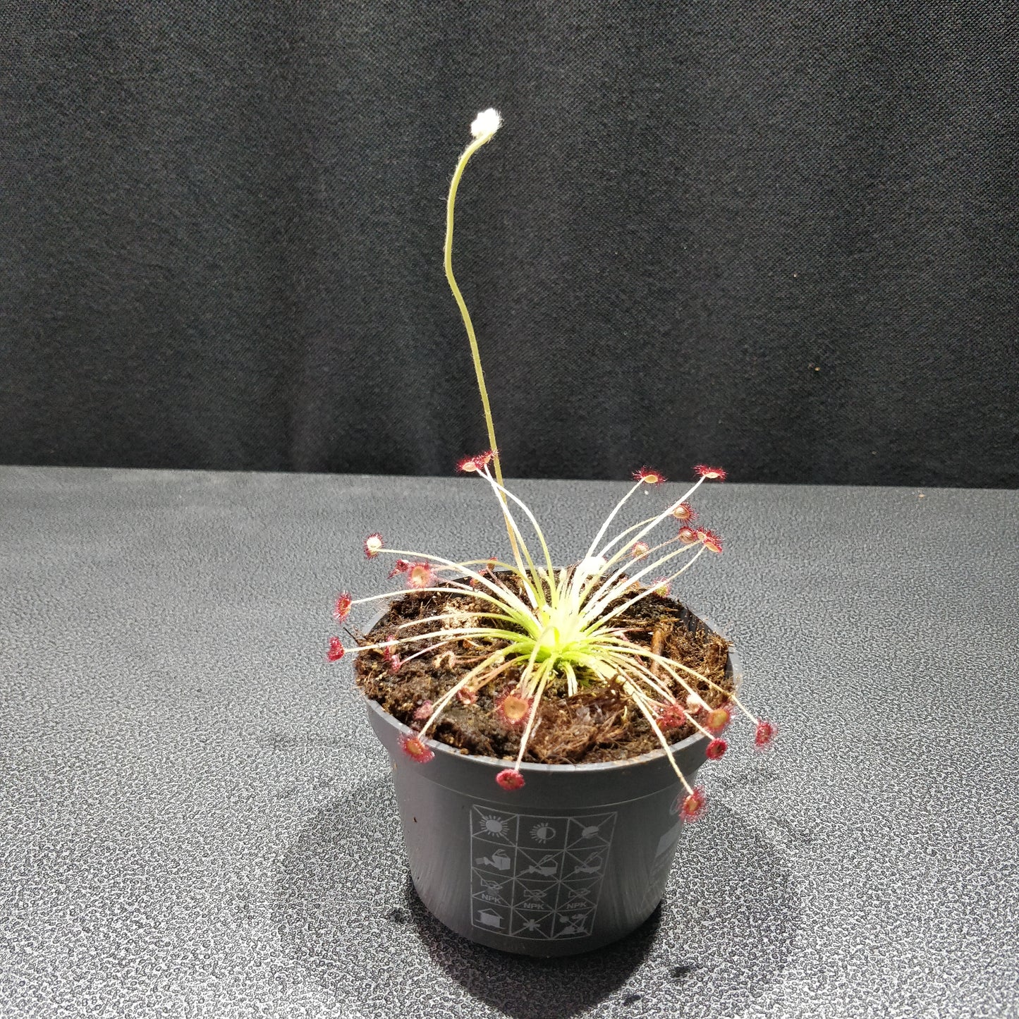 Round-leaved Sundew - Drosera Rotundifolia