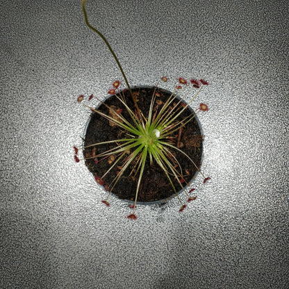 Round-leaved Sundew - Drosera Rotundifolia