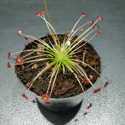 Round-leaved Sundew - Drosera Rotundifolia