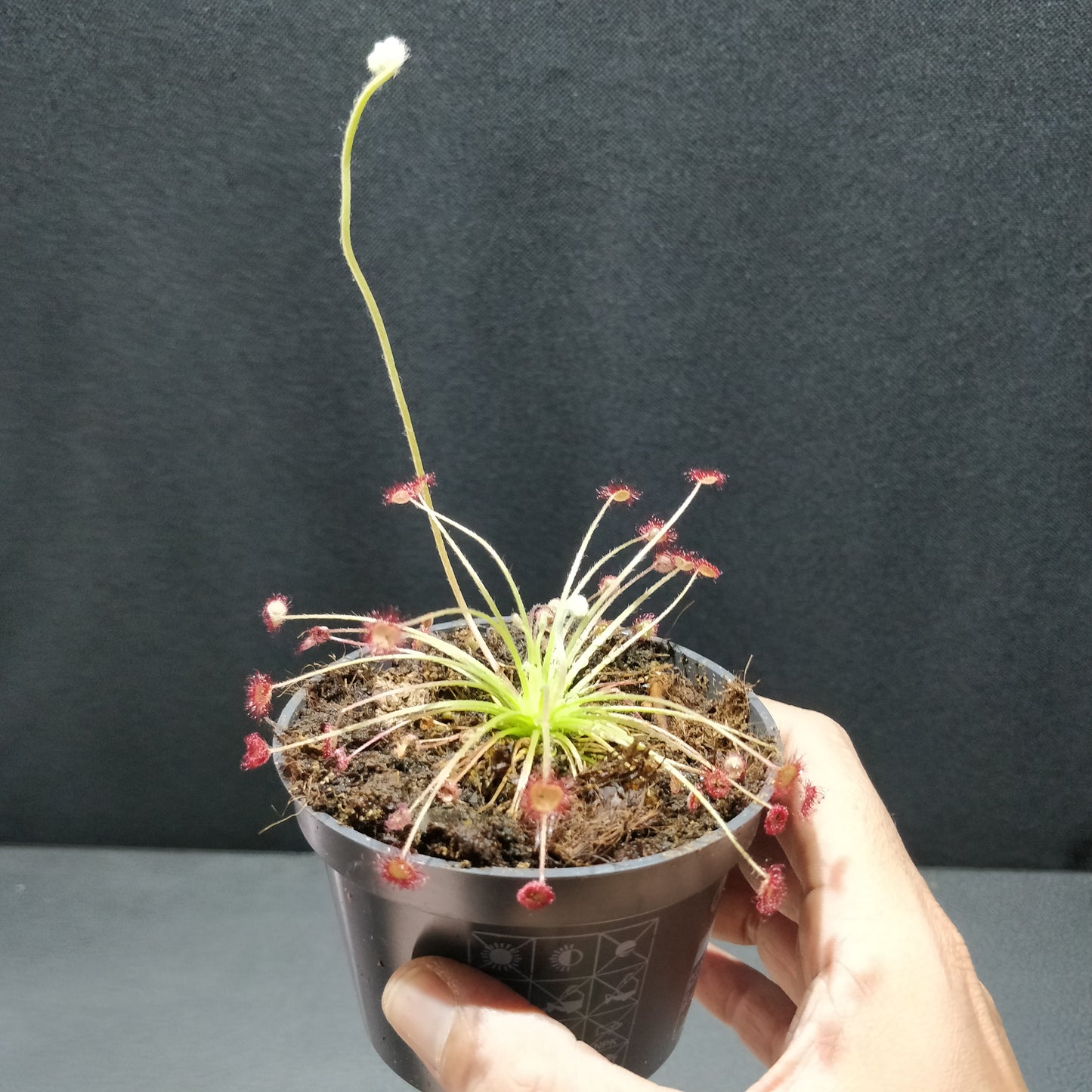 Round-leaved Sundew - Drosera Rotundifolia