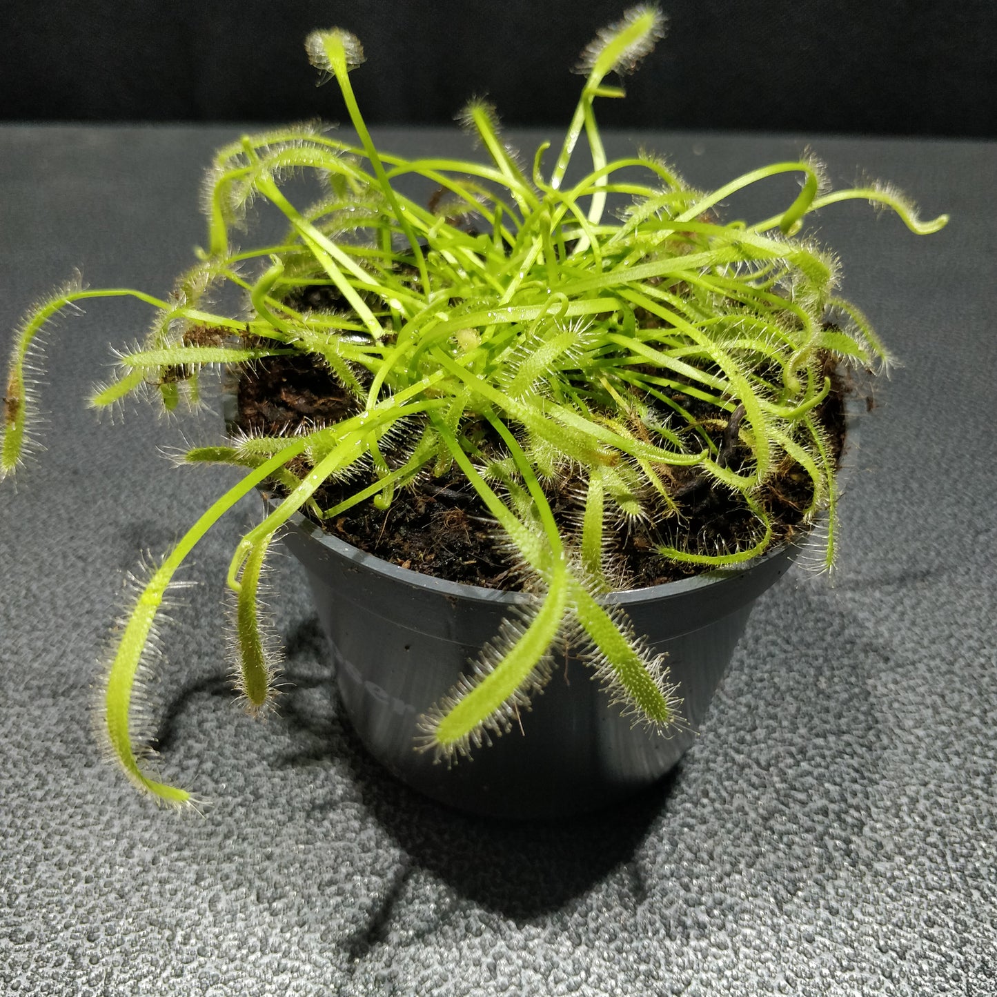 Albino Cape Sundew - Drosera Capensis 'Albino'