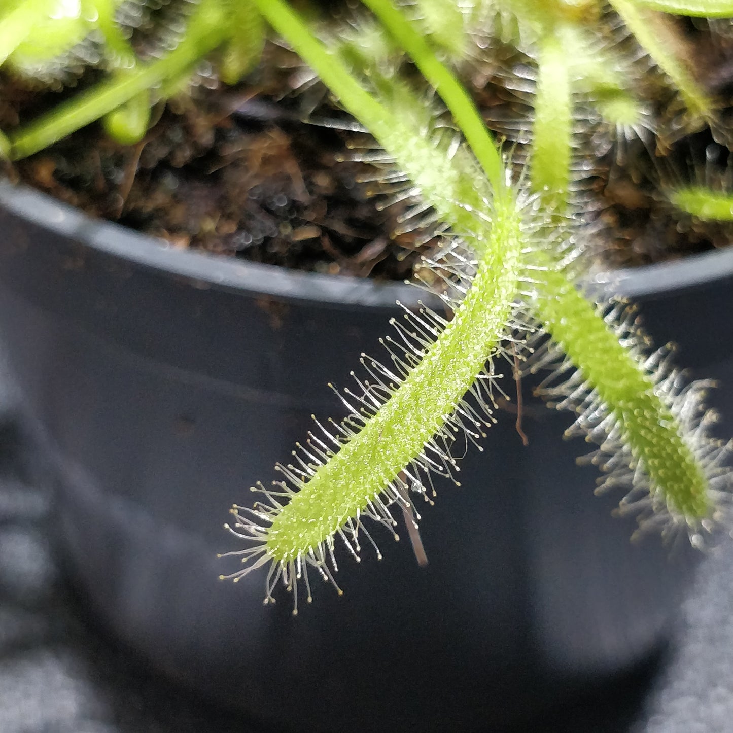 Albino Cape Sundew - Drosera Capensis 'Albino'