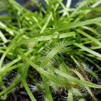 Albino Cape Sundew - Drosera Capensis 'Albino'