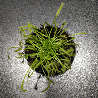 Albino Cape Sundew - Drosera Capensis 'Albino'