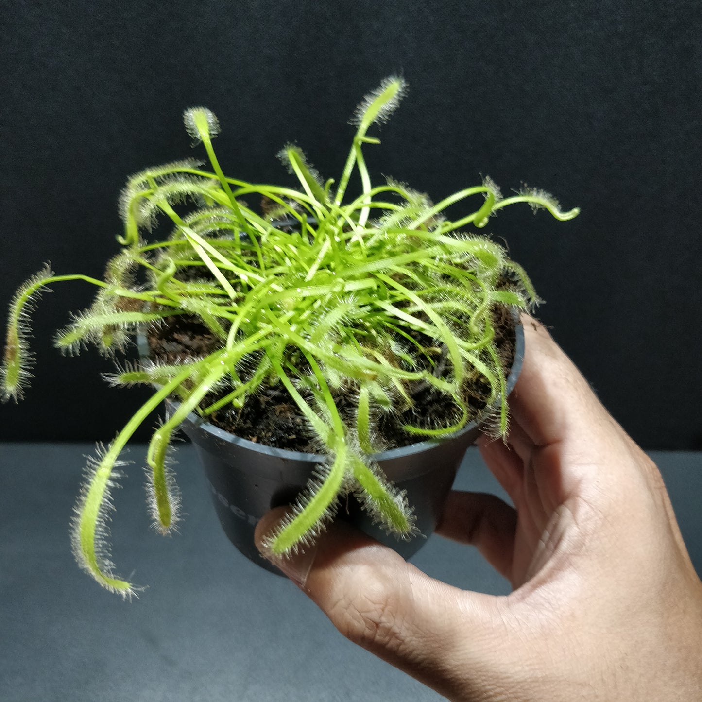 Albino Cape Sundew - Drosera Capensis 'Albino'