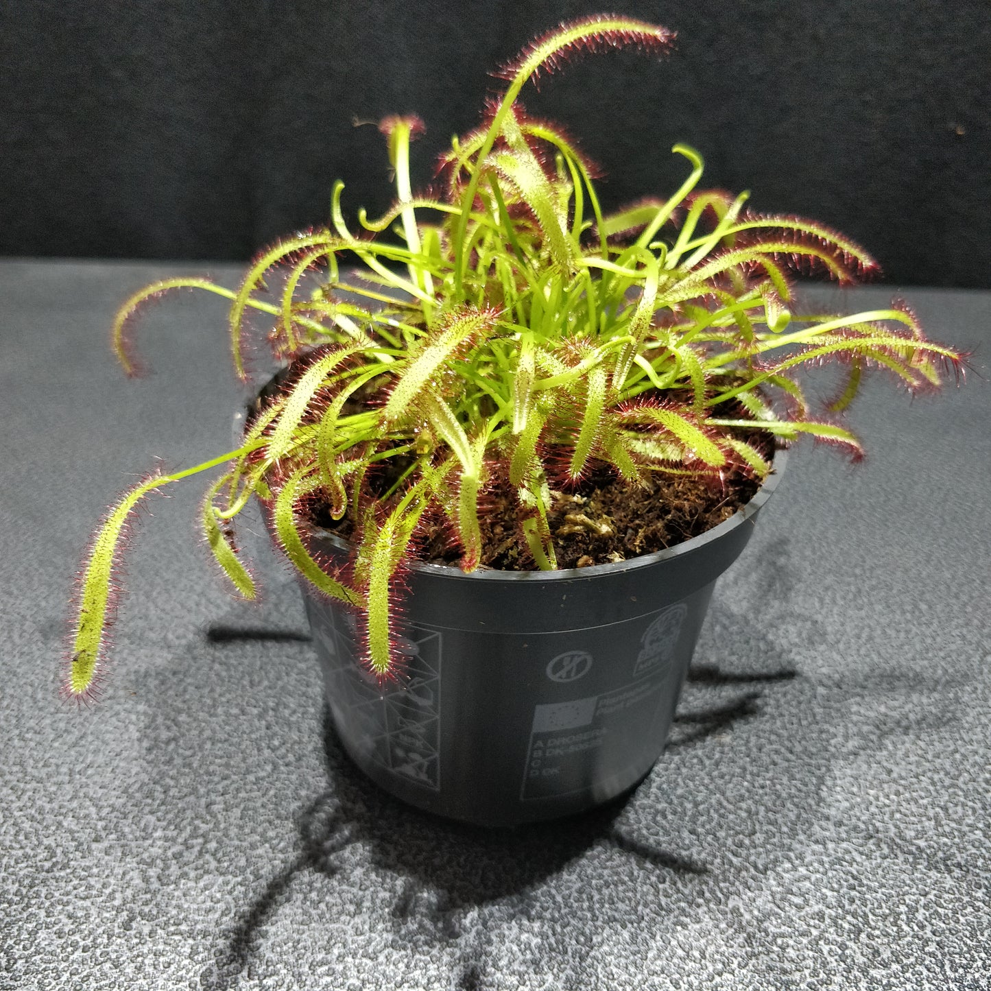 Cape Sundew - Drosera Capensis