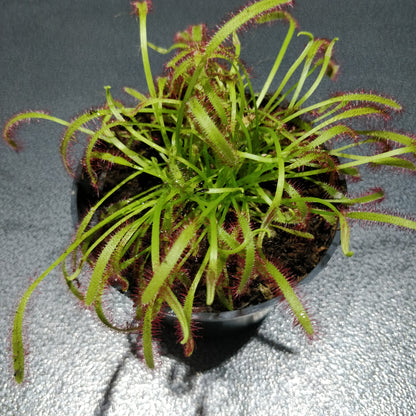 Cape Sundew - Drosera Capensis