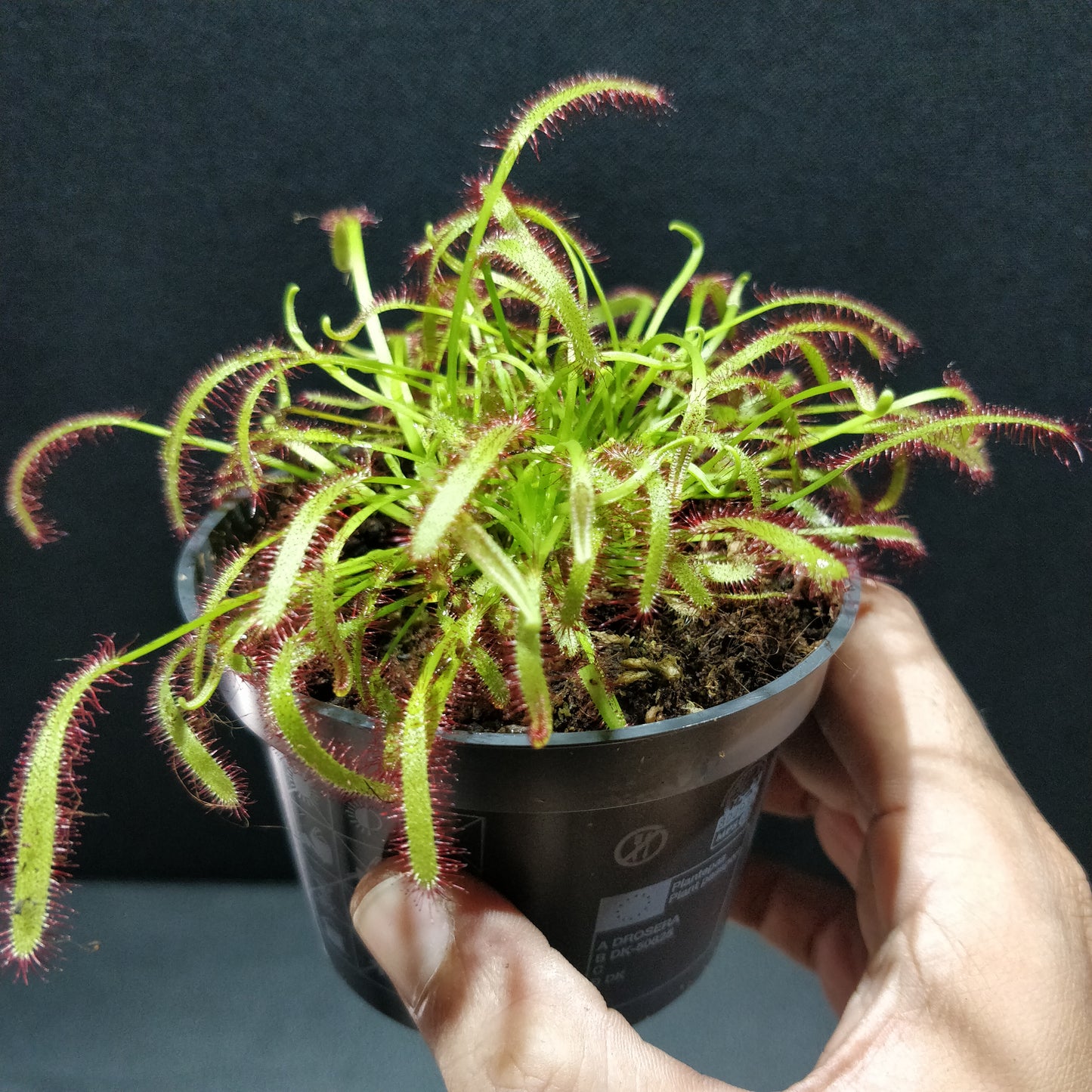 Cape Sundew - Drosera Capensis