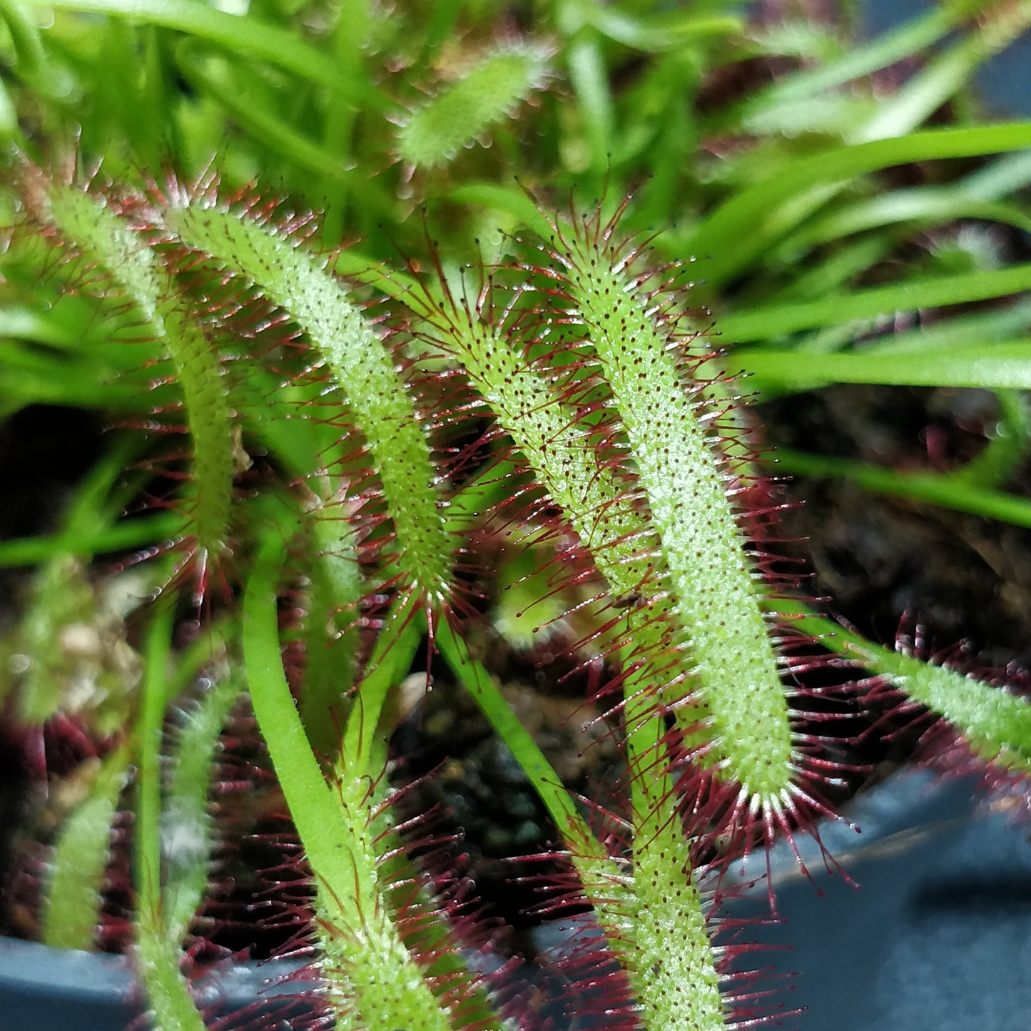 Cape Sundew - Drosera Capensis