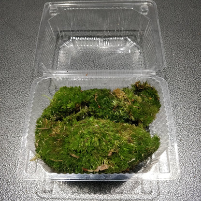 Bun Moss / Cushion Moss