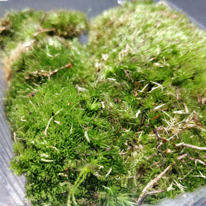 Bun Moss / Cushion Moss