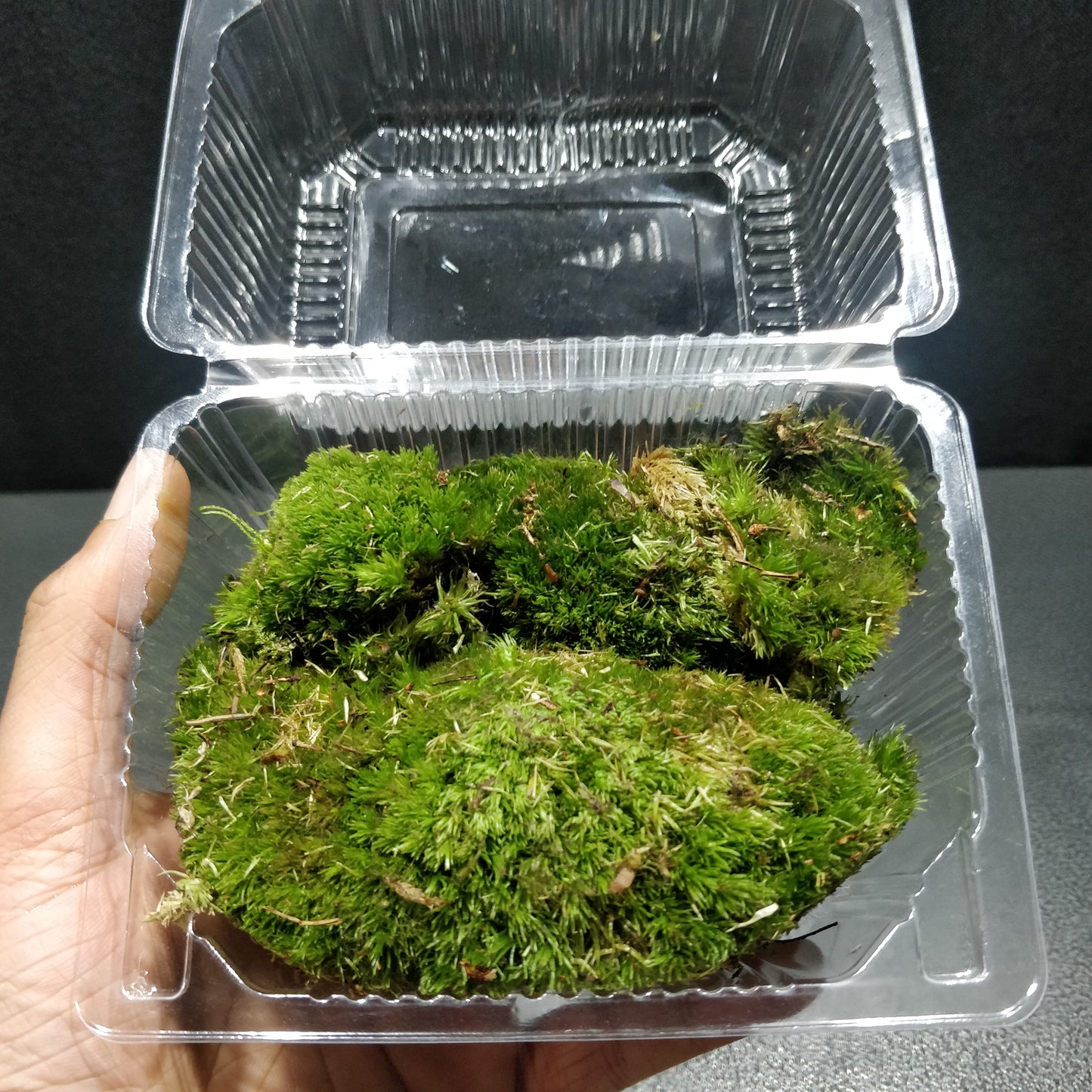 Bun Moss / Cushion Moss