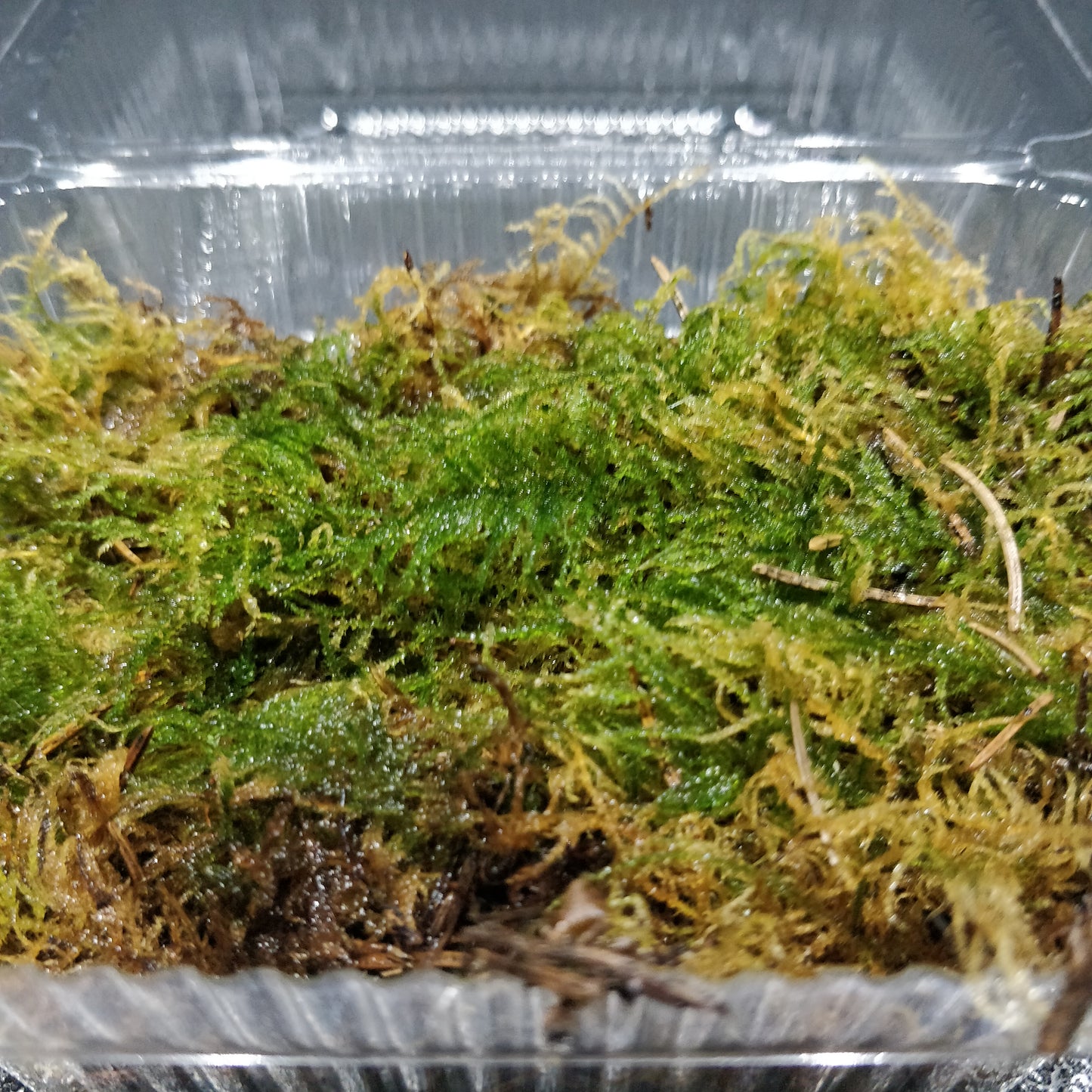 Flat Moss - Plagiothecium