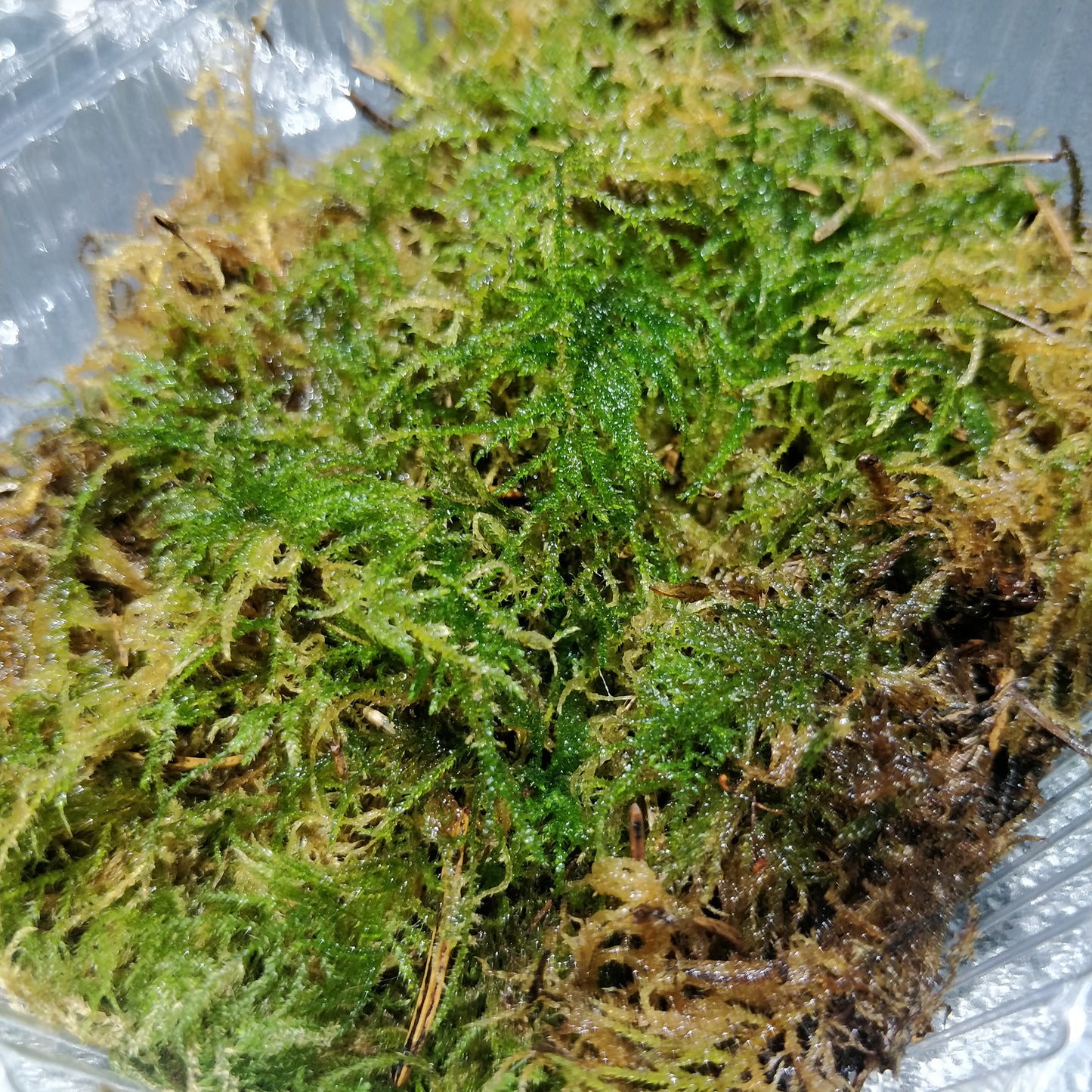 Flat Moss - Plagiothecium