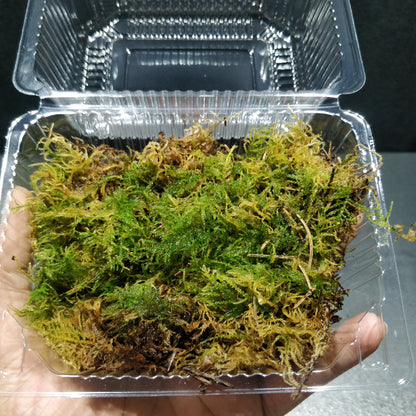 Flat Moss - Plagiothecium