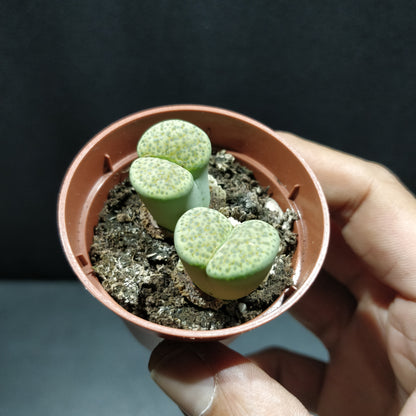 Living Stones - Lithops