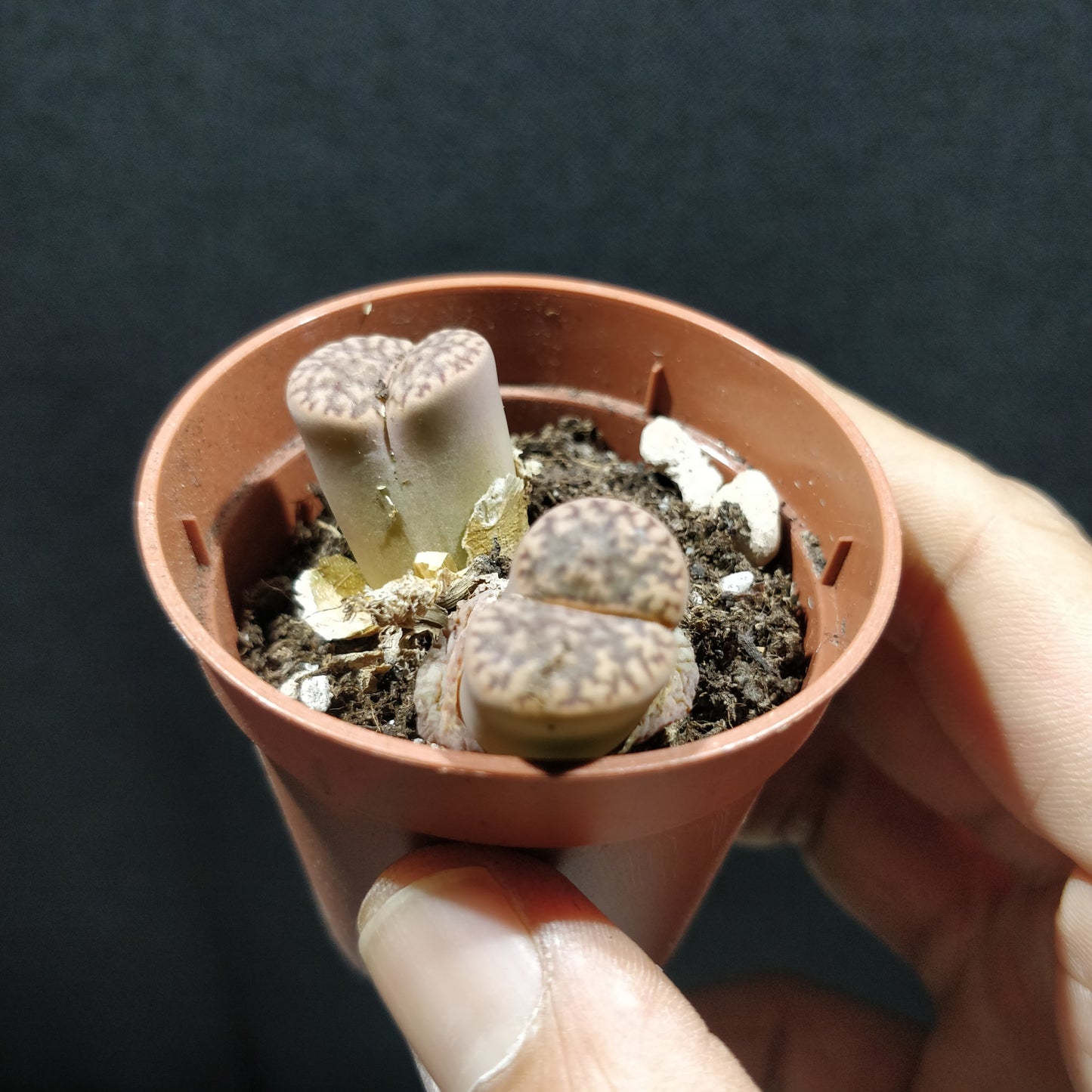 Living Stones - Lithops