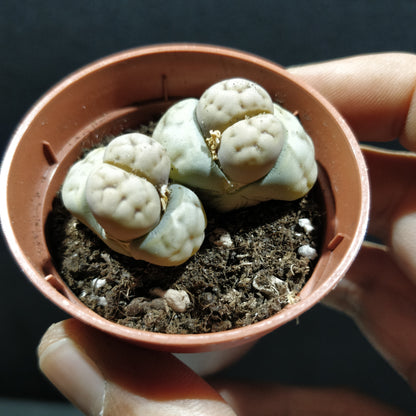 Living Stones - Lithops