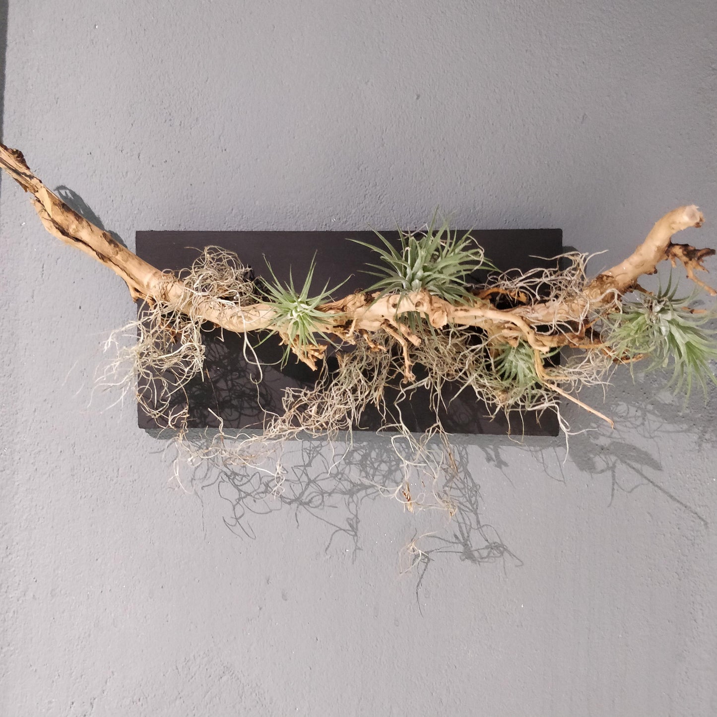 Natural Harmony: A Driftwood and Airplant Wall Art