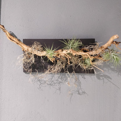 Natural Harmony: A Driftwood and Airplant Wall Art