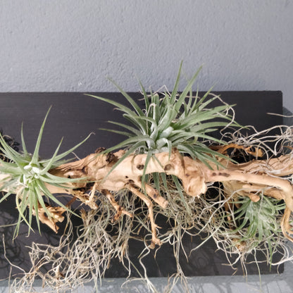 Natural Harmony: A Driftwood and Airplant Wall Art