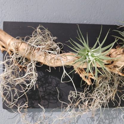 Natural Harmony: A Driftwood and Airplant Wall Art