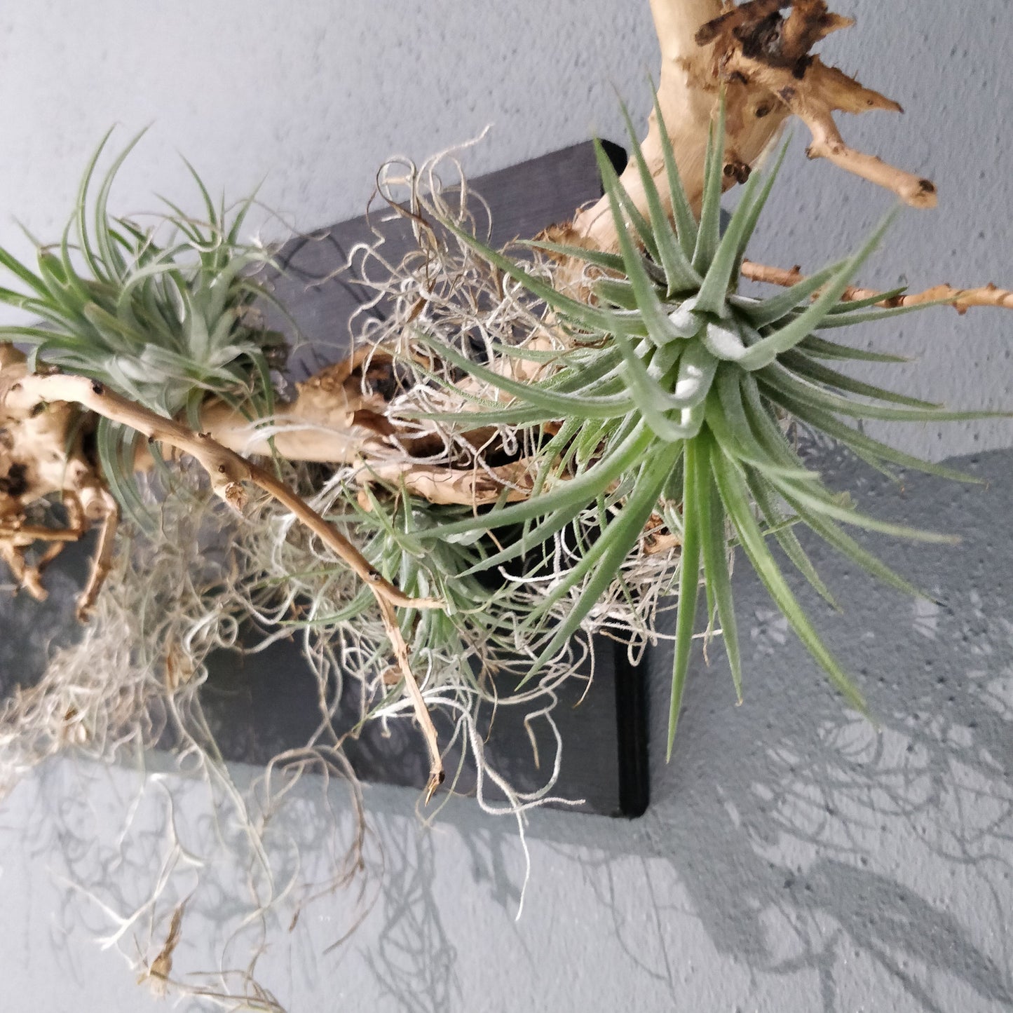 Natural Harmony: A Driftwood and Airplant Wall Art