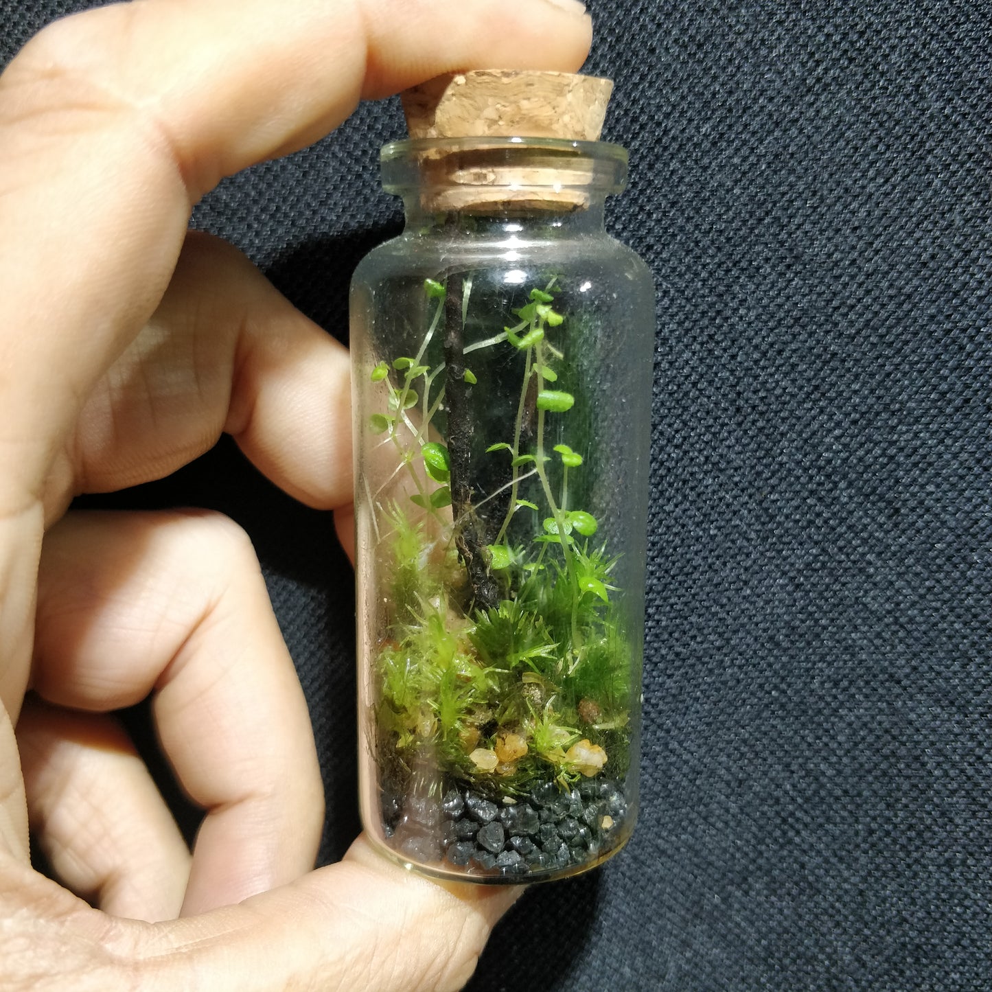 Bottled Nature - Mini Bottles