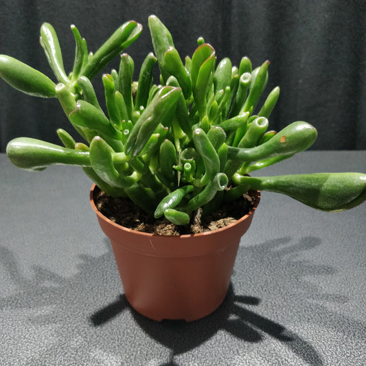 Hobbit Jade - Crassula Ovata