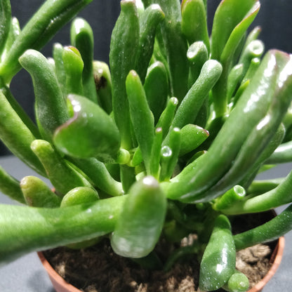 Hobbit Jade - Crassula Ovata