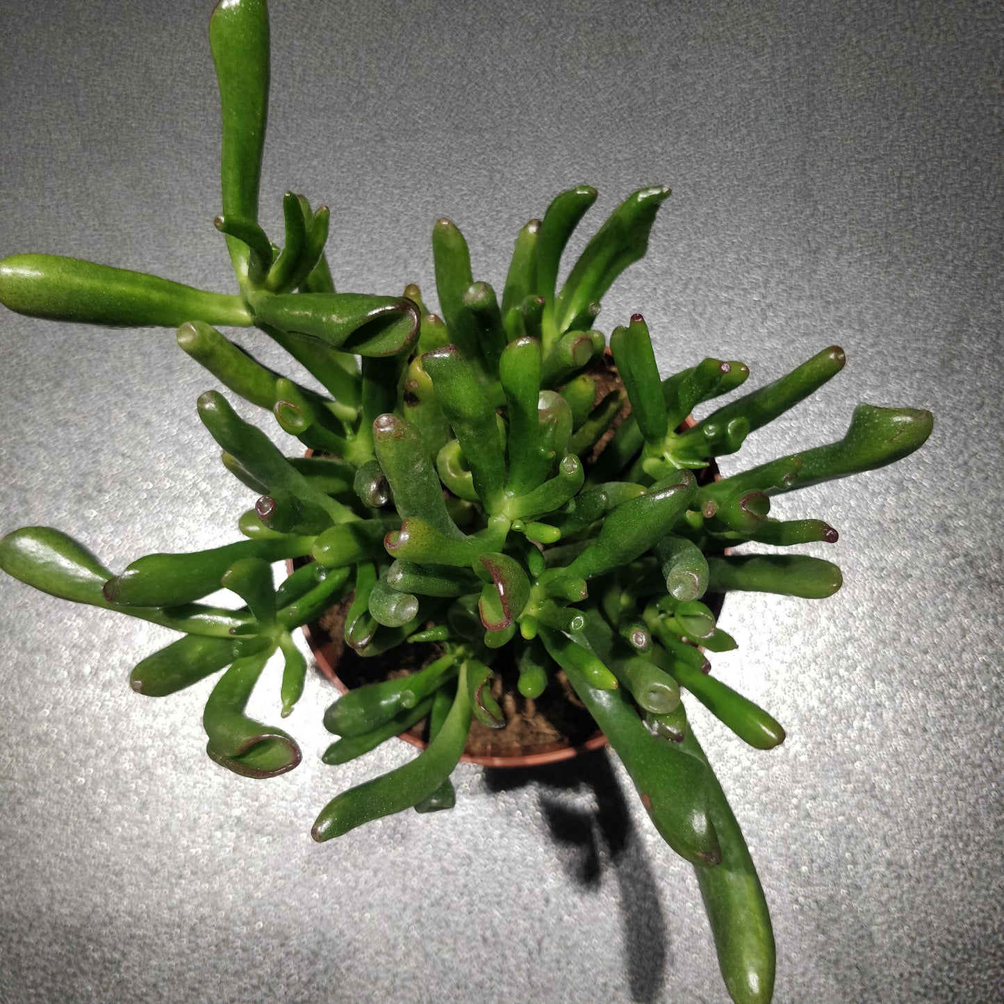 Hobbit Jade - Crassula Ovata