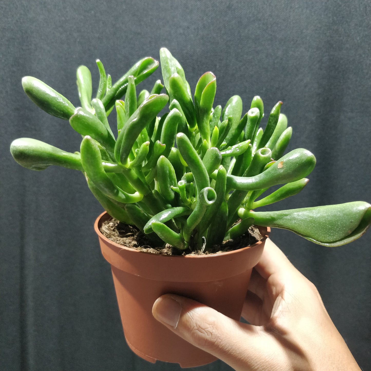 Hobbit Jade - Crassula Ovata