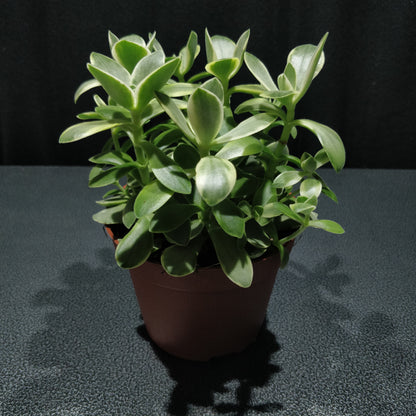 Variegated Dwarf Jade Plant - Crassula Mini Jade Variegated